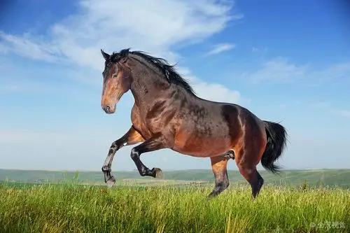 漂亮_褐色_马_跑_驰骋_地点_图片大全—全景创意图库(quanjing.