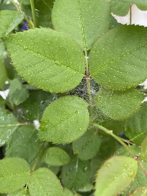 月季应该是得了红蜘蛛