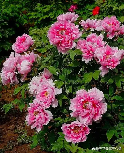 4种豪华大气花,仅存"照片"好看,别再"瞎跟风"养了