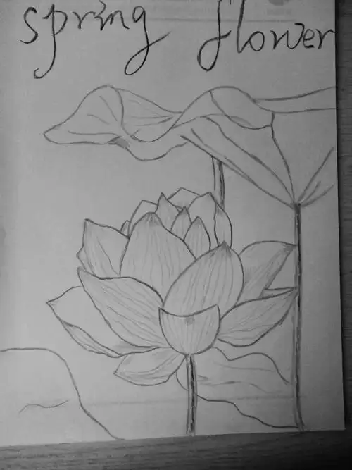 素描荷花素描荷花和鱼的简笔画