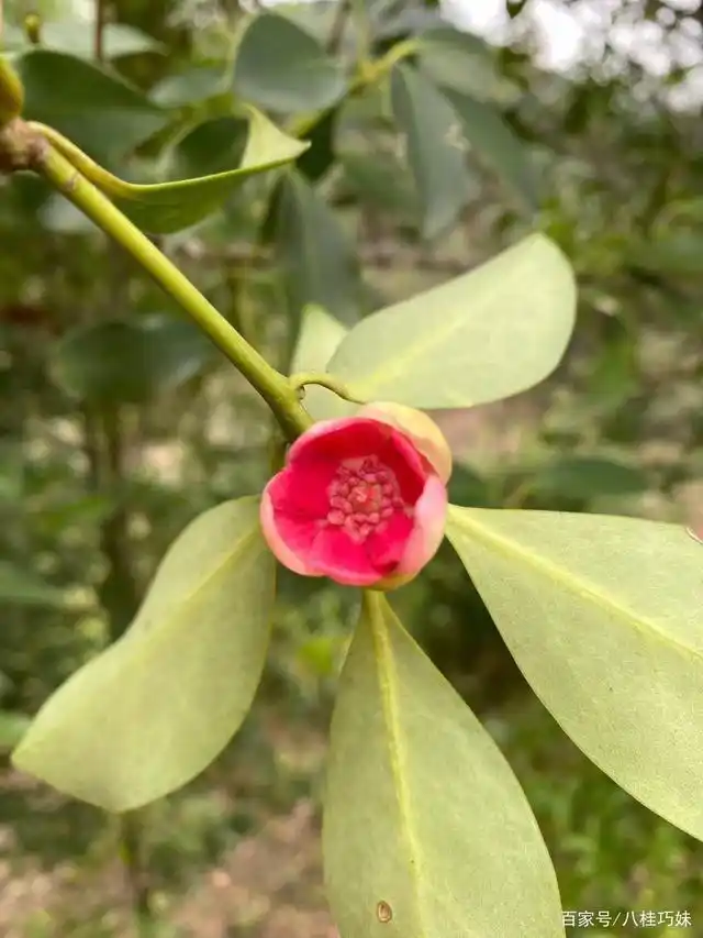 广西特产玉桂,八角