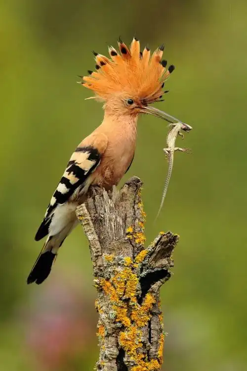 全世界最美的鸟,太漂亮了!