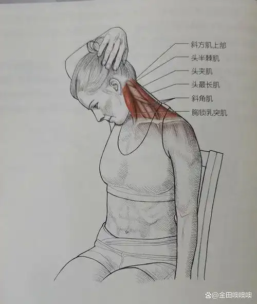 颈伸肌和旋转拉伸拉伸较小的肌肉:头最长肌,头半棘肌,头夹肌,颈夹肌