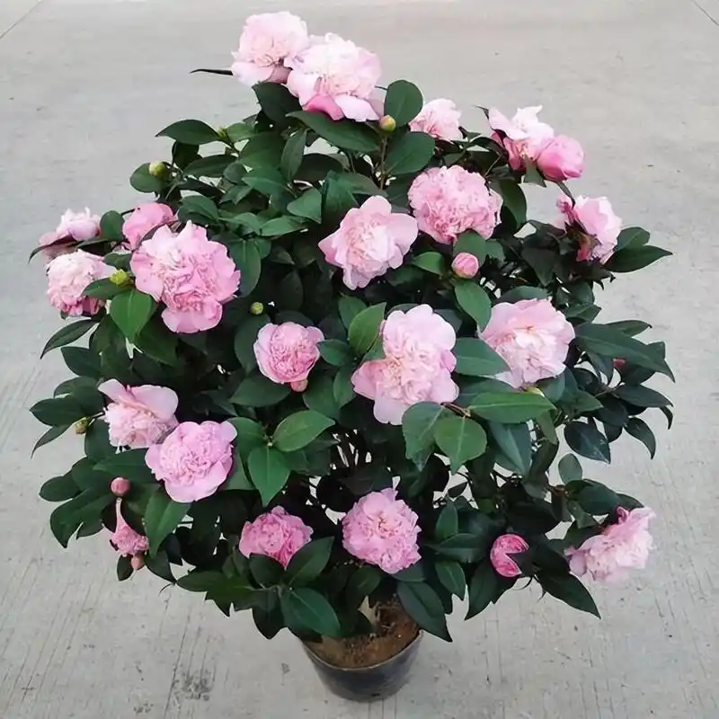 一种以"香"闻名的山茶花,香气冠绝群芳,养护也不难,适合新手