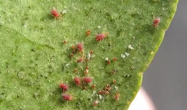 果树山楂红蜘蛛防治歌来听我来给你谝一谝