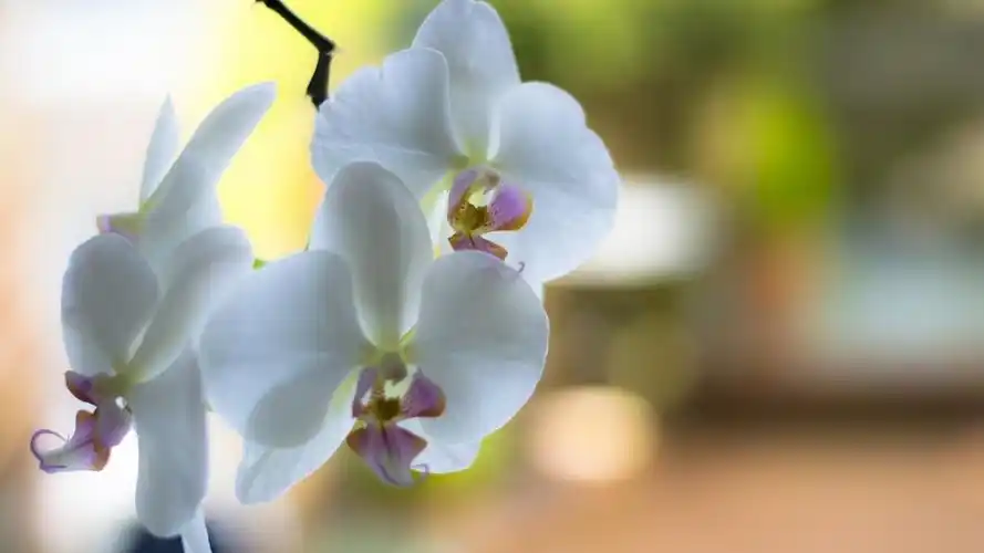 清新唯美花卉主题图片电脑桌面壁纸高清大图预览1920x1080_植物壁纸