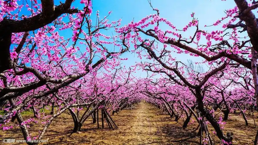 自然壁纸,风景,自然,风景,桃花,花朵迷人的桃花岛