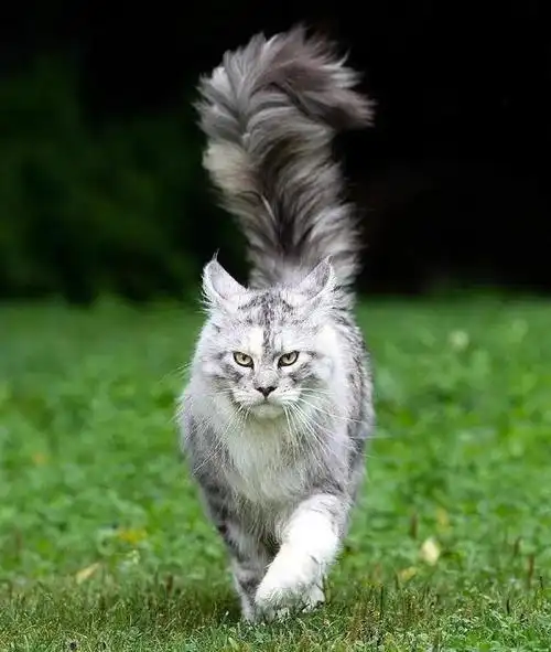 猫的图片大全大图,猫图片大全可爱(猫咪照片可爱真实)