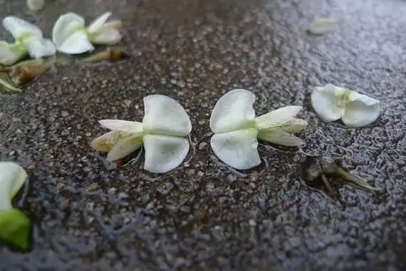 夏雨中湿漉漉的有爱瞬间