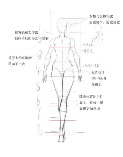 女性正面结构比例