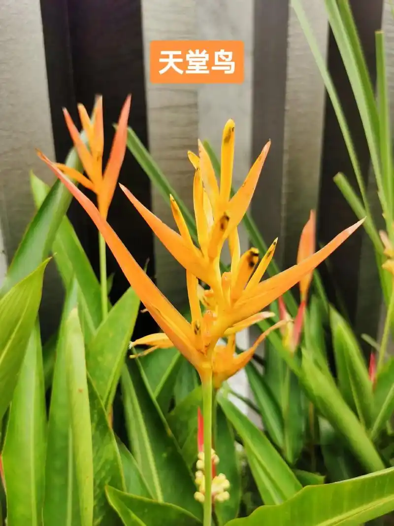 天堂鸟.#我的抖音生活日记 #花卉绿植 #图文伙伴计划 #想 - 抖音