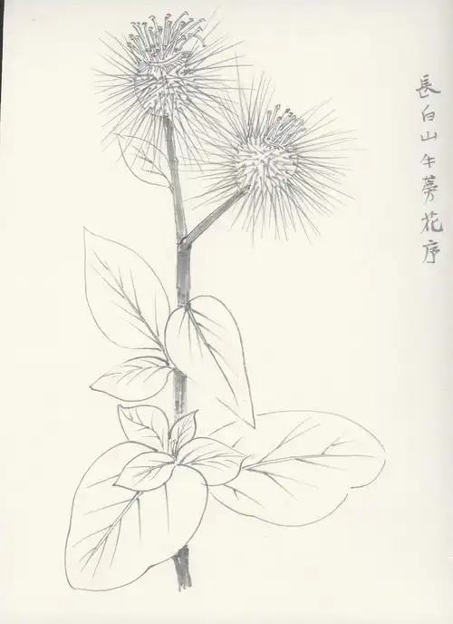 白描-长白山植被-23-44