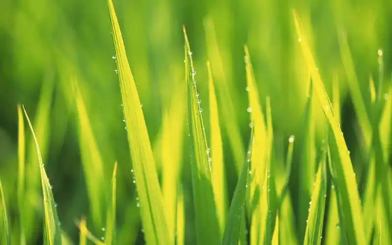 精美绿叶特写护眼高清电脑桌面壁纸