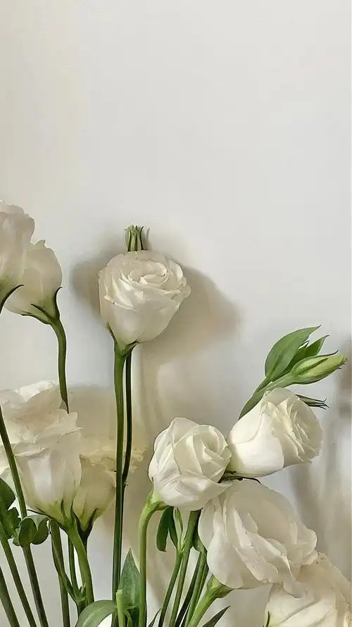 ins优质简约壁纸一个人的兵荒马乱