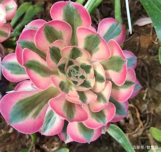 多肉粉黛法师跟水墨画法师的区别,喜欢想入手,搞清楚才是关键!