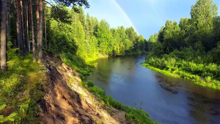 绿色森林自然风光图片电脑桌面壁纸