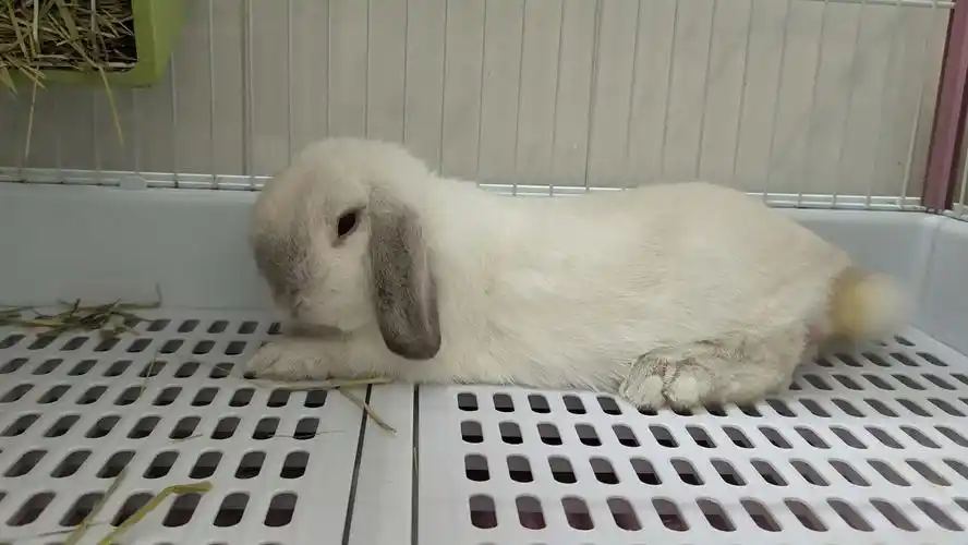 《我是一只小猪猪》