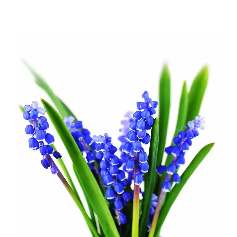 蓝风信子,在春天盛开的蓝色风信子