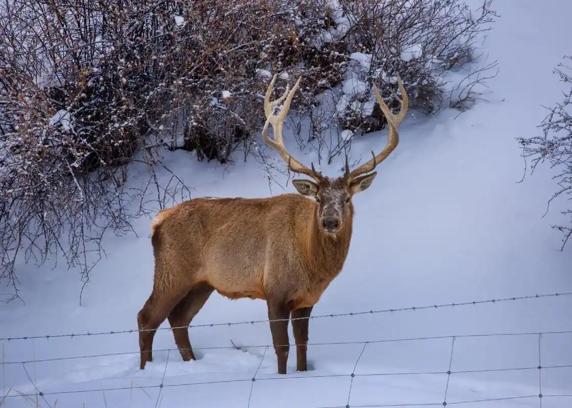 天山上的野生马鹿,冬天的日子实在难过,爬冰卧雪,饥寒交迫的, - 抖音