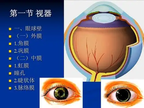 人体解剖学 第八章 感觉器