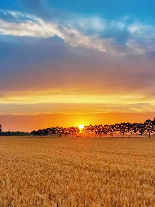 夕阳下的金色麦浪