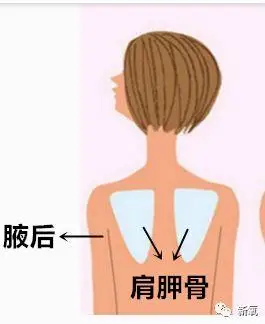 肩胛骨肩胛骨也叫胛骨,琵琶骨.