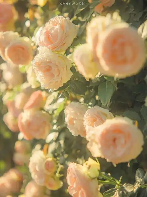 清新治愈系ipad平板壁纸朋友圈背景图摄影overwater