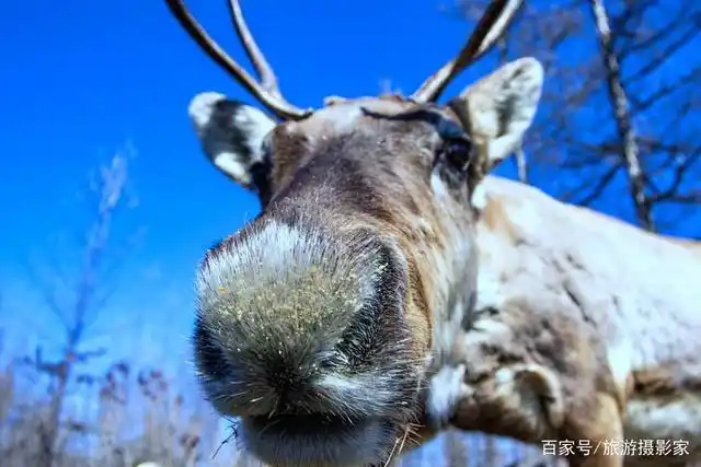 北方的驯养家畜,走进大山深处,看驯鹿呆萌的样子
