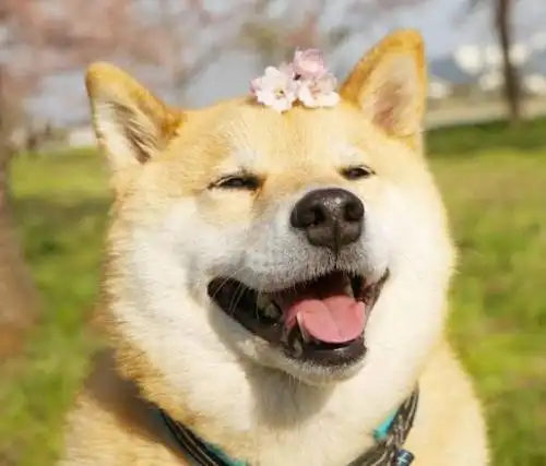 关于动物吃的发说说配图「文案」 _qq说说网