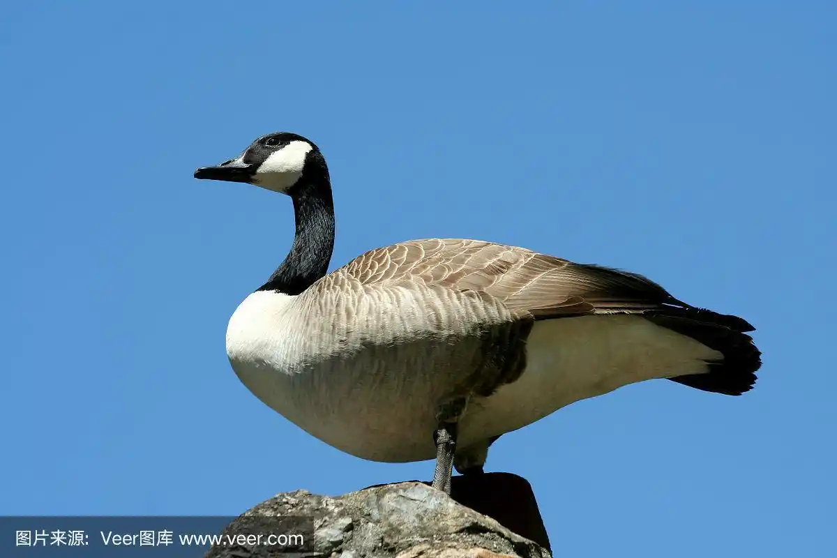 加拿大黑雁,自然,天空,野生动物,水平画幅
