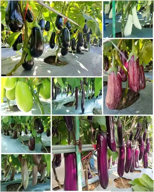 各式各样的茄子品种