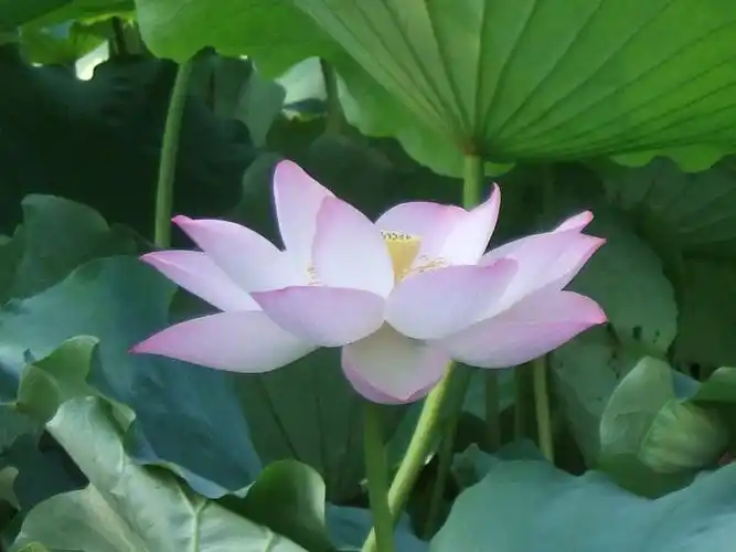 如是人生莲花来比喻什么⊙☆ - 佛陀正法本意的日志 - 网易博客