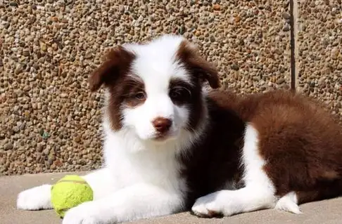 哈士奇_成年_金毛很