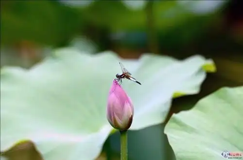 小荷才露尖尖角 早有蜻蜓立上头画作