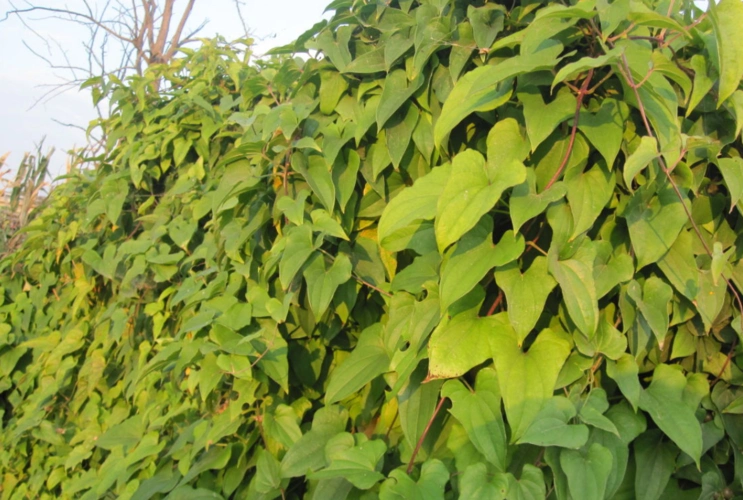 山药- 优质问答专区