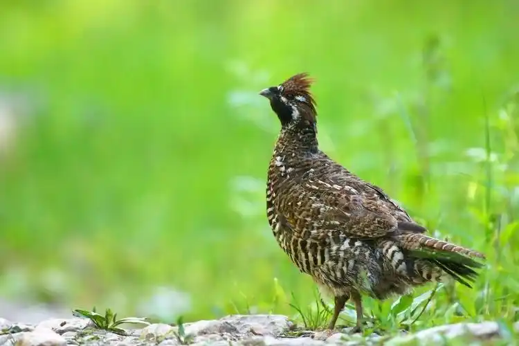 常见鸟类图片名称-1