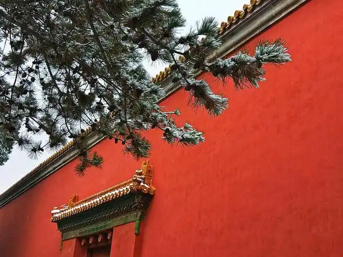 其它 2019初冬京城的第一场雪 写美篇《宫墙》 雪松屹立傍宫墙, 一对