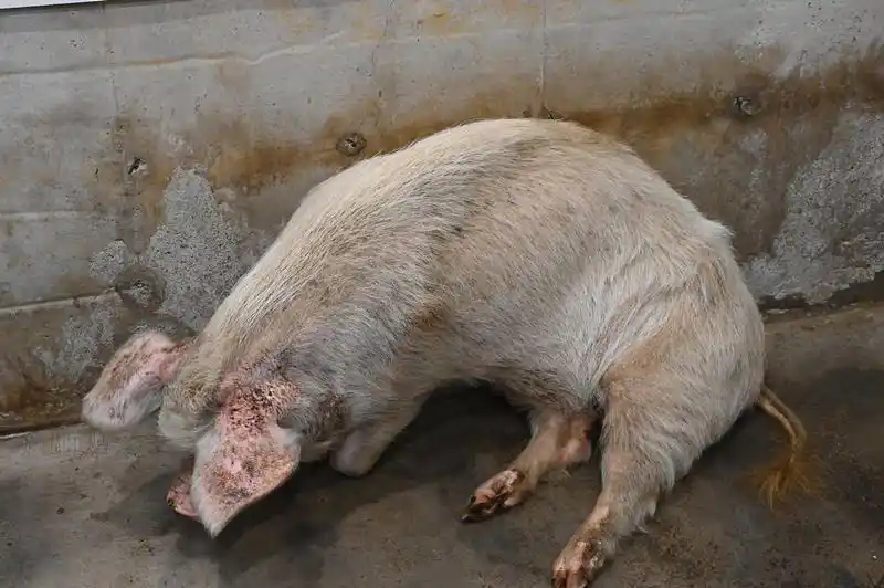 成都:探访14岁"猪坚强" 起身艰难需人类拉扶才可站立