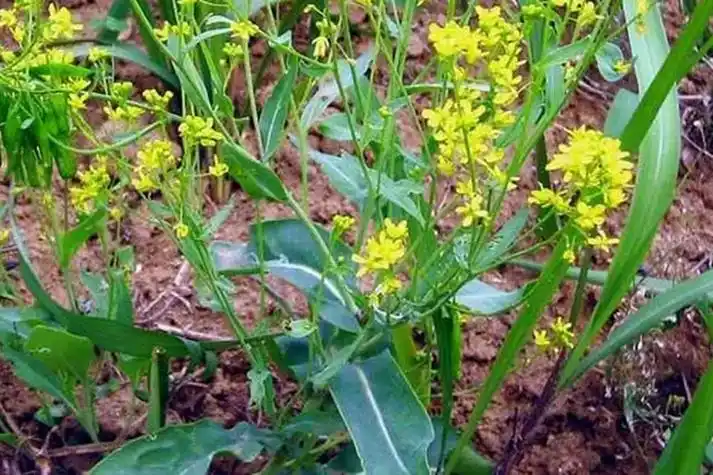 新鲜板蓝根图片