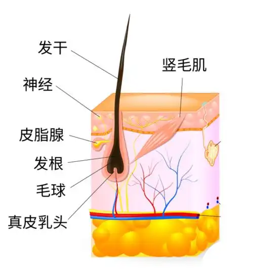 头发能有什么坏心思呢?它不过是想离开你自由飞翔.