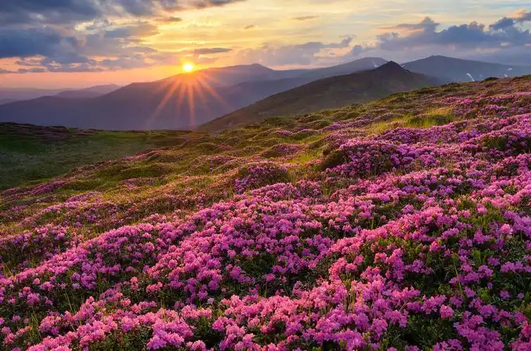 夕阳西下夏天的风景粉色花朵的冰雹