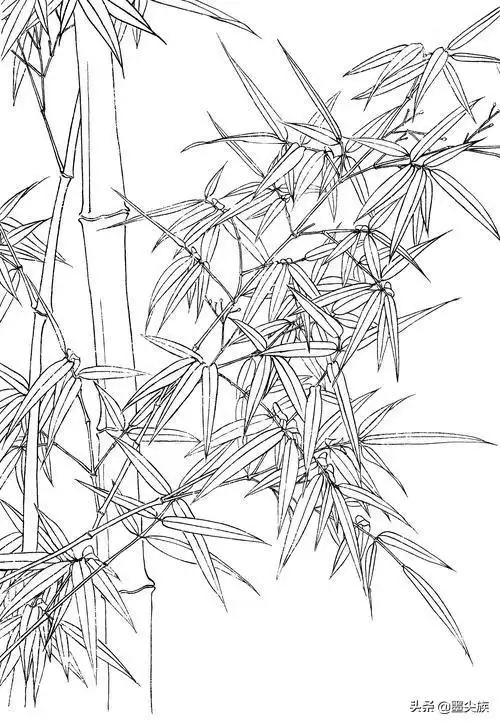 工笔竹子高清白描线稿
