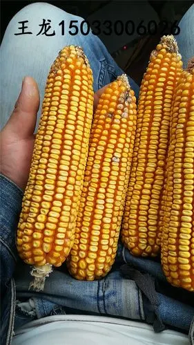 大田玉米种子高产品种 郑单958 先玉335 先玉696 登海605 大丰30