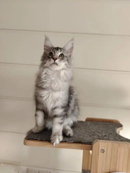 喜欢的速度滴滴滴#缅因猫舍  #缅因猫  #缅因库恩猫  #缅因银虎斑