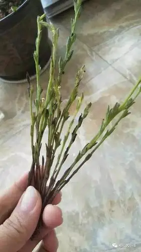 4条信息天鸽过后横县又有野生鱼吃啦