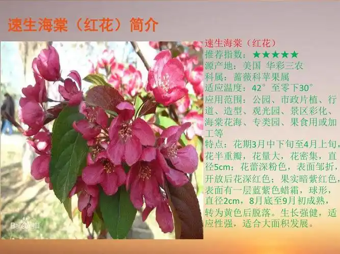 速生海棠简介ppt