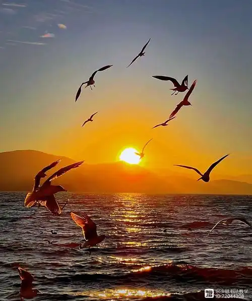 漫步海边看日出,看海鸥飞翔,画面美爆了