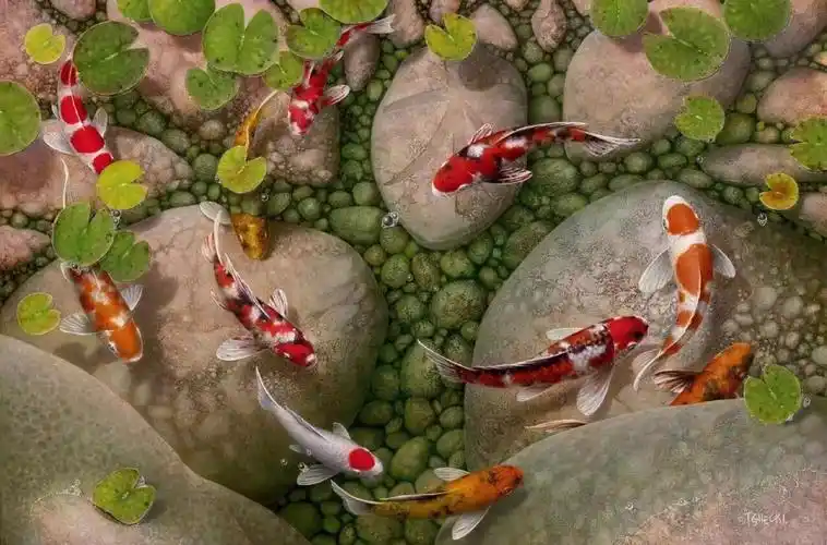 鱼- 堆糖,美图壁纸兴趣社区