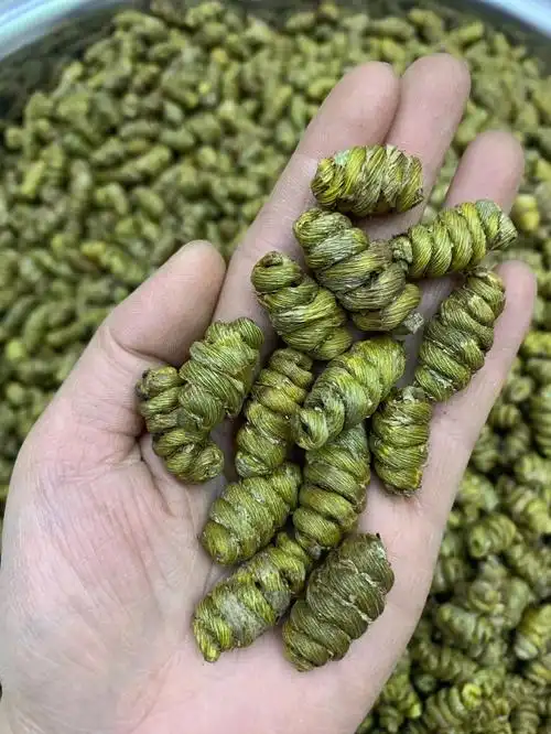 铁皮石斛枫斗品质货