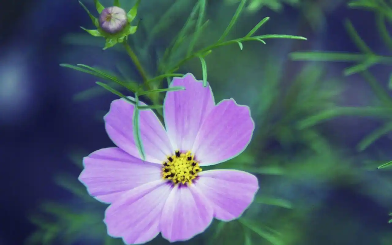 高清护眼植物花卉图片电脑壁纸